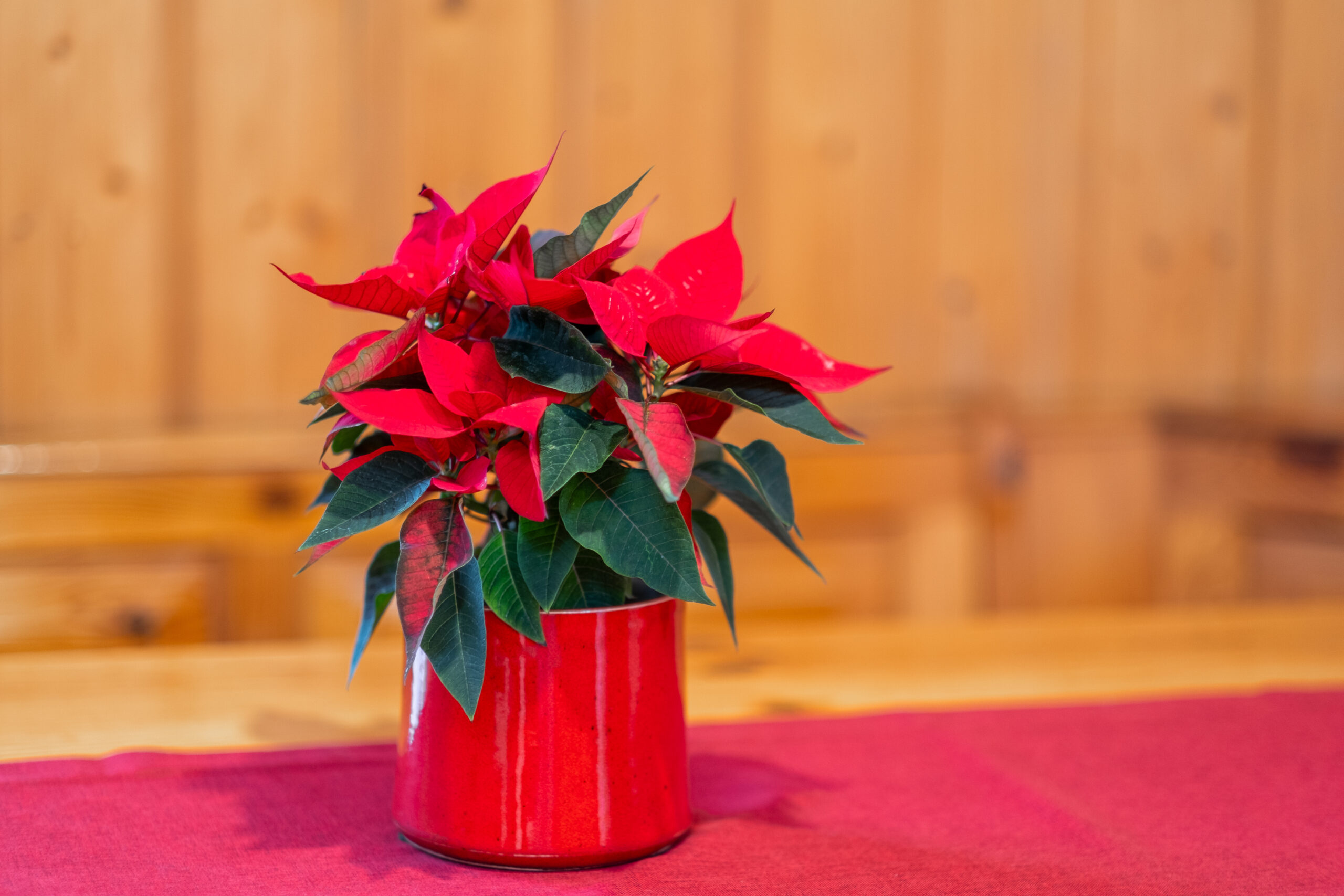 cesa_eleber_espertitalia (31)